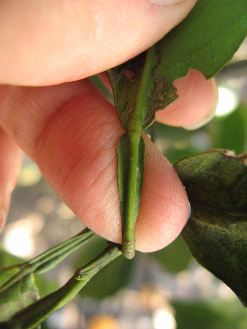              Petiole (Winter Haven, FL)       